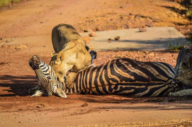 4 Day Kruger National Park Budget Safari - Sabi Sands Game Reserve 46 Tented adventures pretoriuskop kruger national park kruger camping safari 3