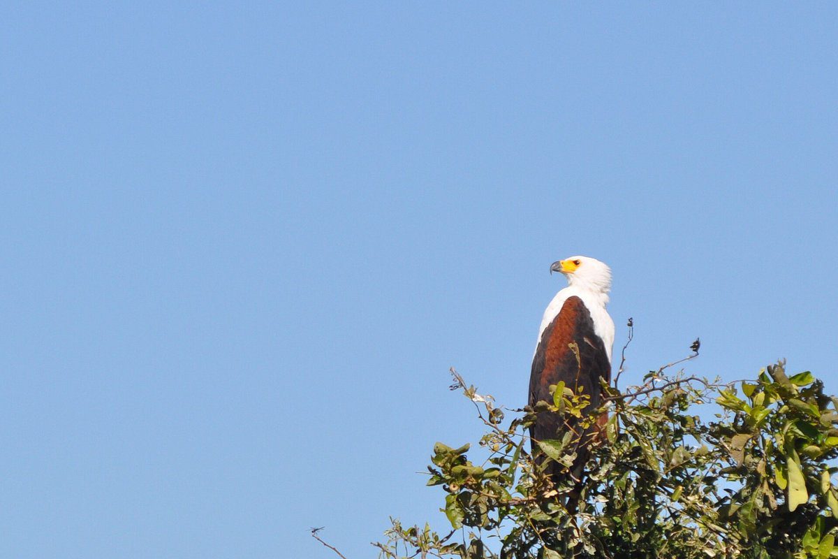 4 Day Kruger National Park Camping Safari - Kruger National Park Rest Camp 81 Tented adventures pretoriuskop kruger national park kruger camping safari 39