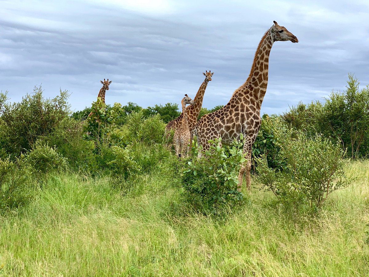 Tour Operator vs Booking Yourself 12 Tented adventures pretoriuskop kruger national park kruger camping safari 40