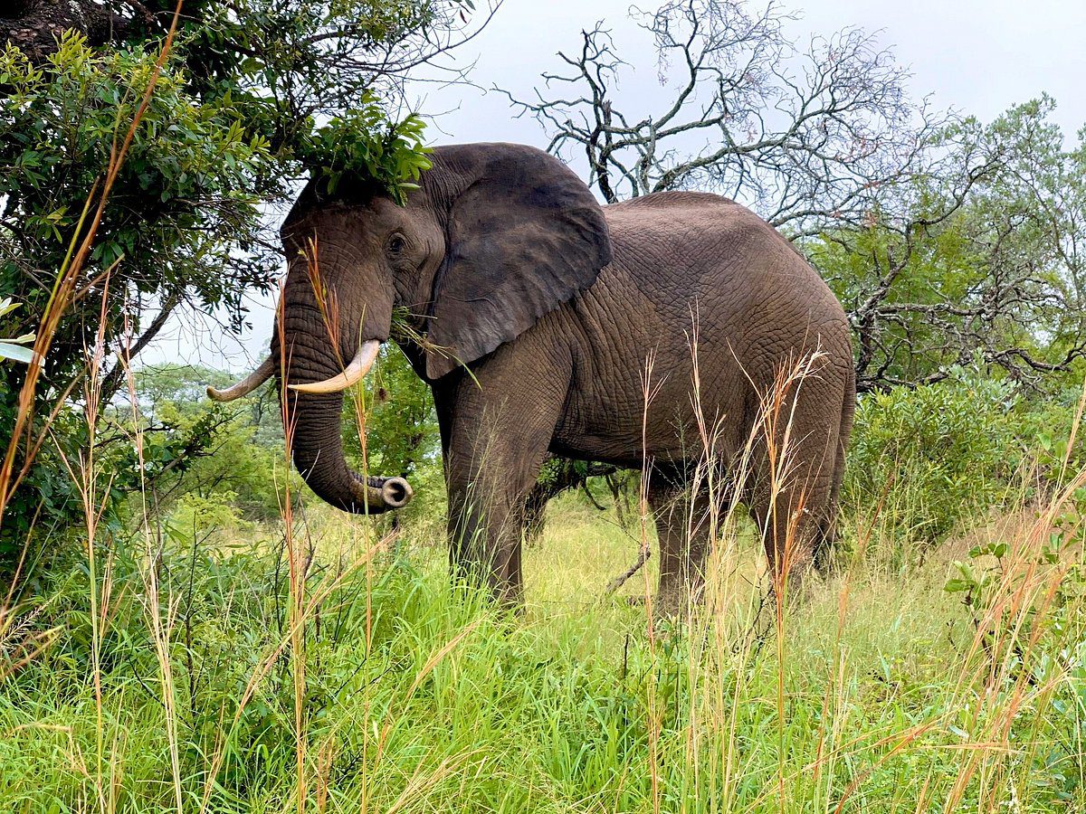 4 Day Kruger National Park Budget Safari - Sabi Sands Game Reserve 52 Tented adventures pretoriuskop kruger national park kruger camping safari 41