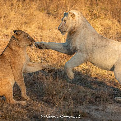 4 Day Kruger National Park Camping Safari - Kruger National Park Rest Camp 76 Thabamati Luxury Tented Camp Timbavati Greater Kruger Park wildlife 2