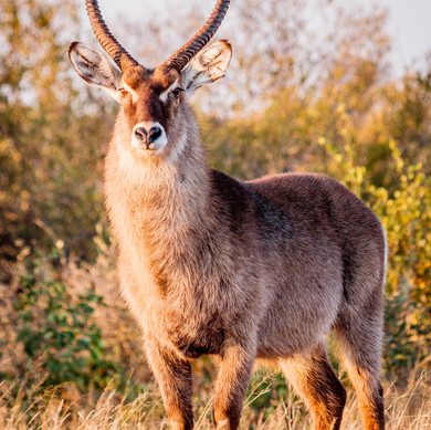4 Day Kruger National Park Camping Safari - Kruger National Park Rest Camp 73 Thabamati Luxury Tented Camp Timbavati Greater Kruger Park wildlife 44