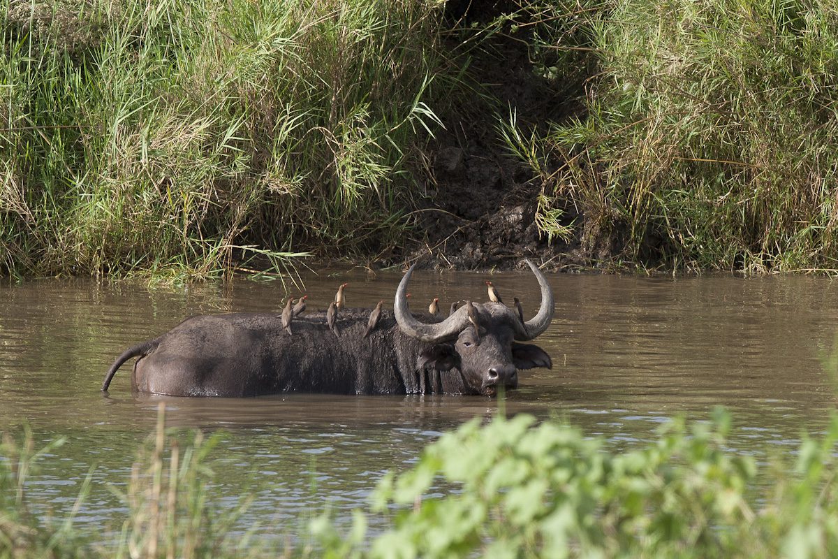 Amakhosi Safari Lodge - Pongola - Kwa-Zulu Natal - South Africa 104 Amakhosi Safari Lodge Kwa Zulu Natal wildlife 1