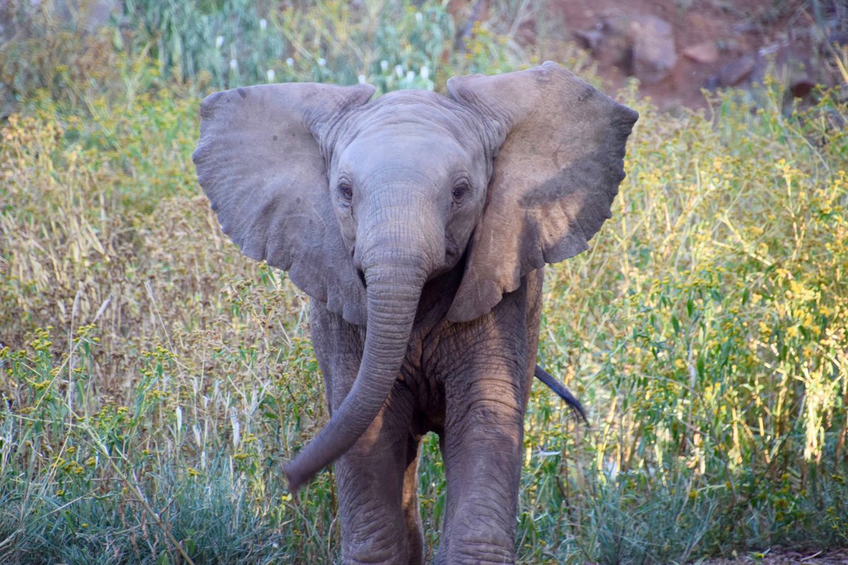 Amakhosi Safari Lodge - Pongola - Kwa-Zulu Natal - South Africa 113 Amakhosi Safari Lodge Kwa Zulu Natal wildlife 10