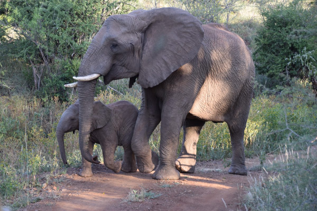 Amakhosi Safari Lodge - Pongola - Kwa-Zulu Natal - South Africa 114 Amakhosi Safari Lodge Kwa Zulu Natal wildlife 11