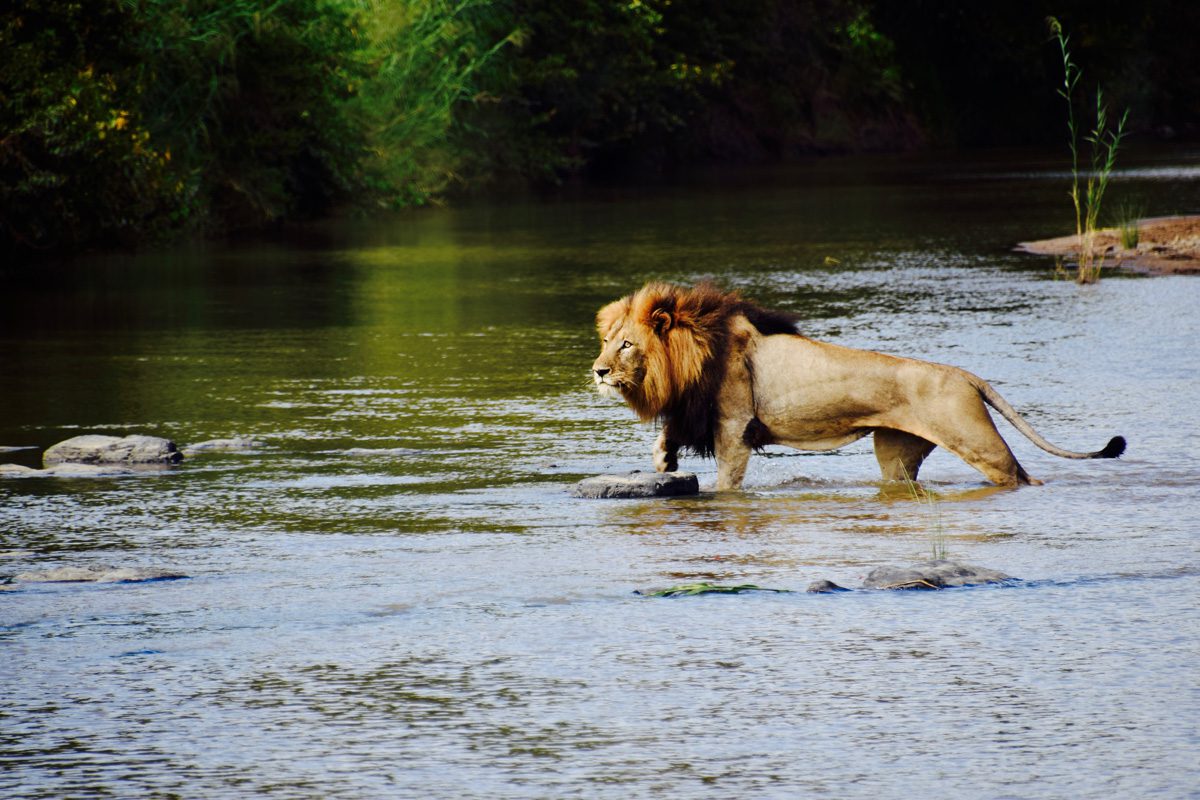 Amakhosi Safari Lodge - Pongola - Kwa-Zulu Natal - South Africa 115 Amakhosi Safari Lodge Kwa Zulu Natal wildlife 12