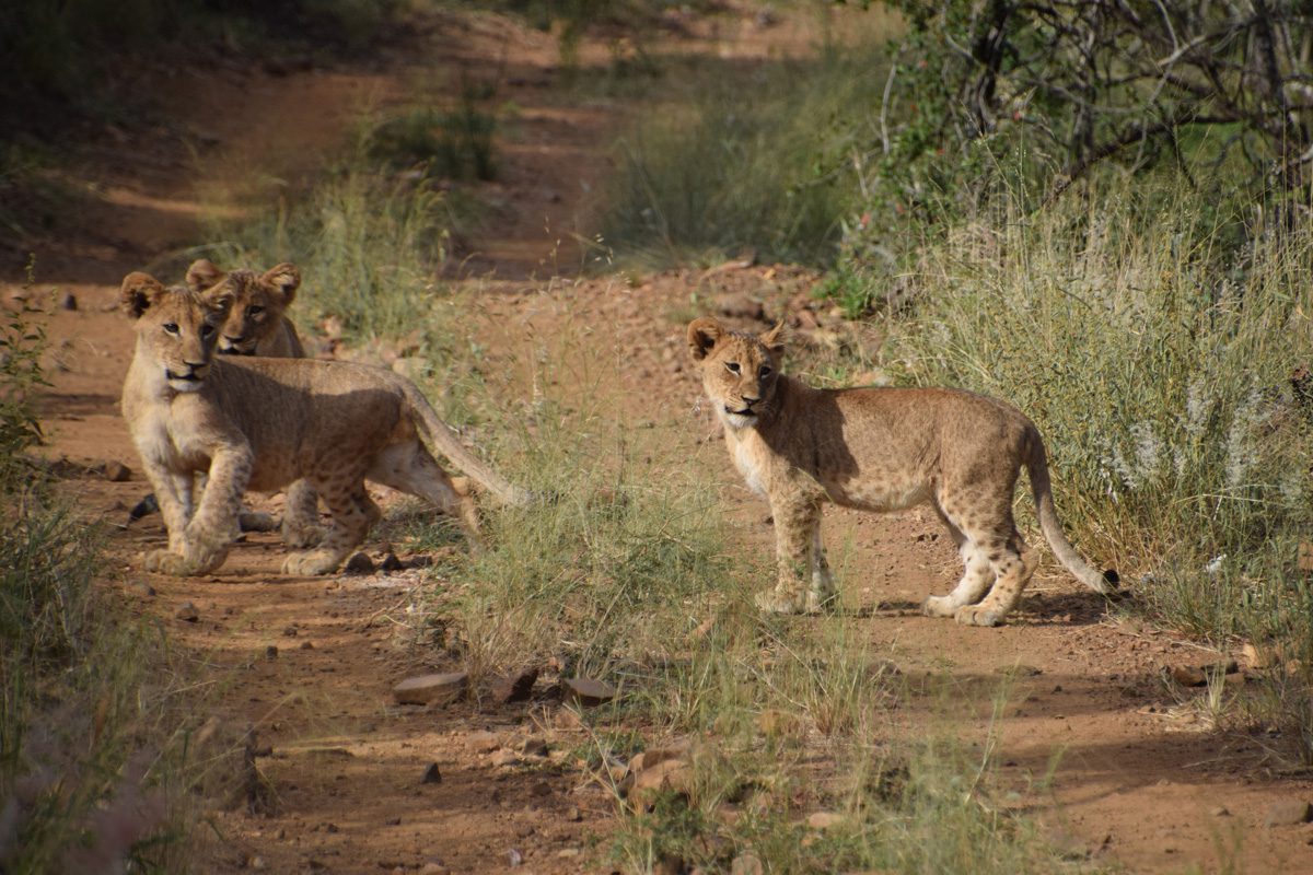 Amakhosi Safari Lodge - Pongola - Kwa-Zulu Natal - South Africa 116 Amakhosi Safari Lodge Kwa Zulu Natal wildlife 13