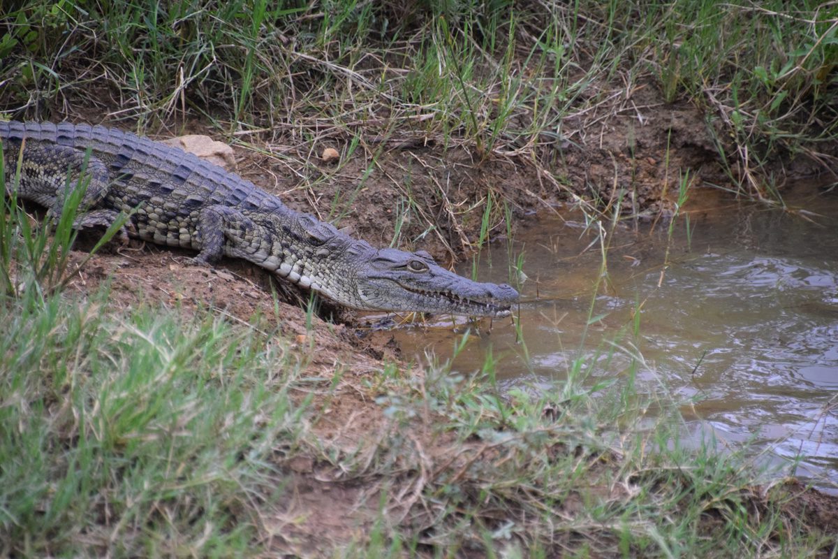 Amakhosi Safari Lodge - Pongola - Kwa-Zulu Natal - South Africa 117 Amakhosi Safari Lodge Kwa Zulu Natal wildlife 14