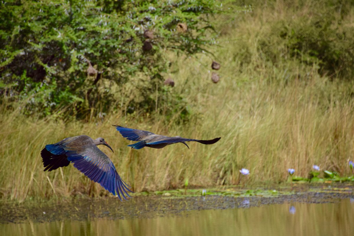 Amakhosi Safari Lodge - Pongola - Kwa-Zulu Natal - South Africa 118 Amakhosi Safari Lodge Kwa Zulu Natal wildlife 15