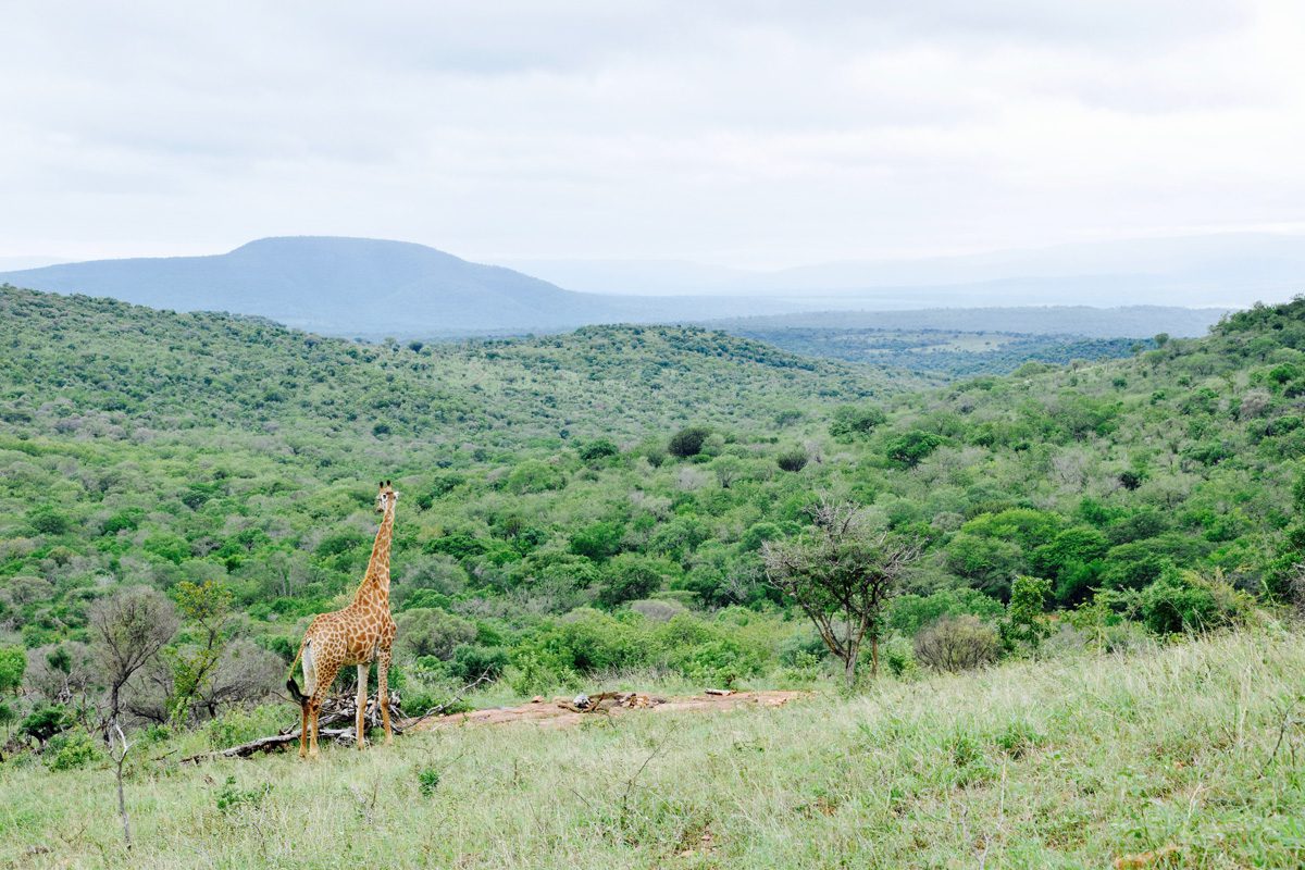 Amakhosi Safari Lodge - Pongola - Kwa-Zulu Natal - South Africa 119 Amakhosi Safari Lodge Kwa Zulu Natal wildlife 16