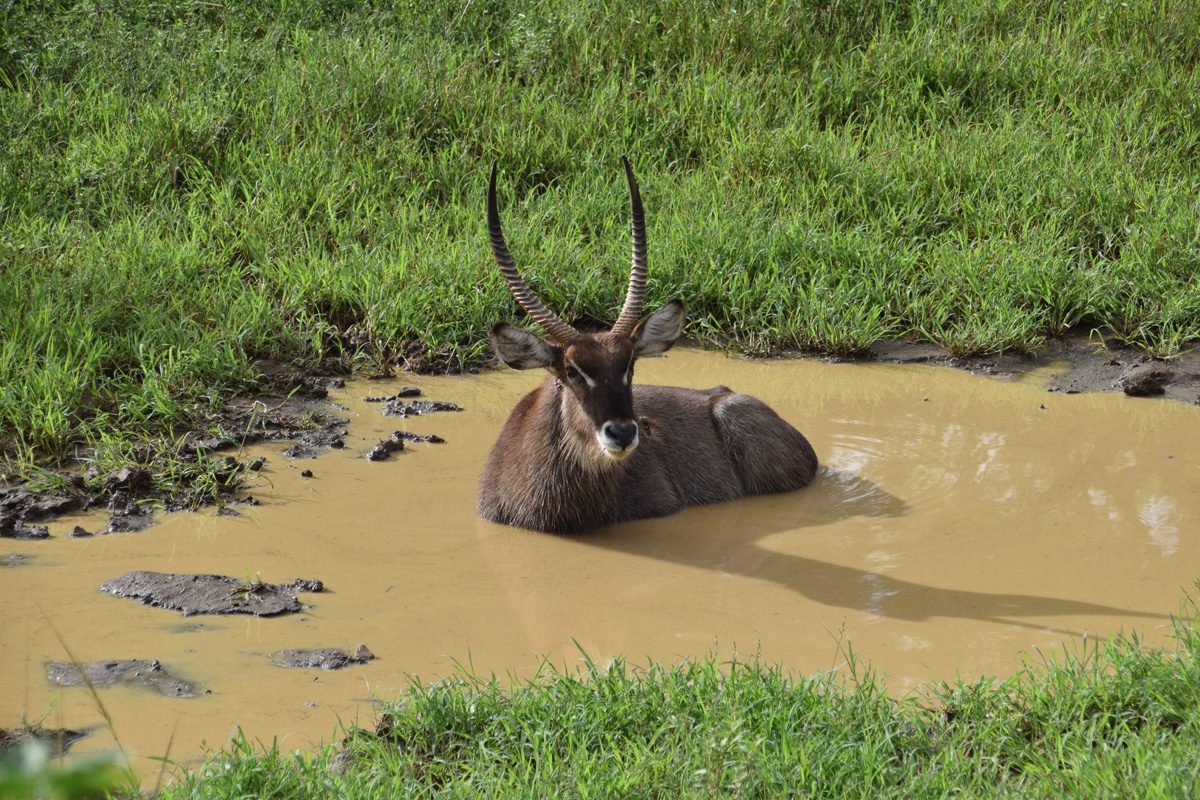 Amakhosi Safari Lodge - Pongola - Kwa-Zulu Natal - South Africa 120 Amakhosi Safari Lodge Kwa Zulu Natal wildlife 17