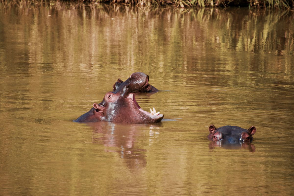 Amakhosi Safari Lodge - Pongola - Kwa-Zulu Natal - South Africa 121 Amakhosi Safari Lodge Kwa Zulu Natal wildlife 18