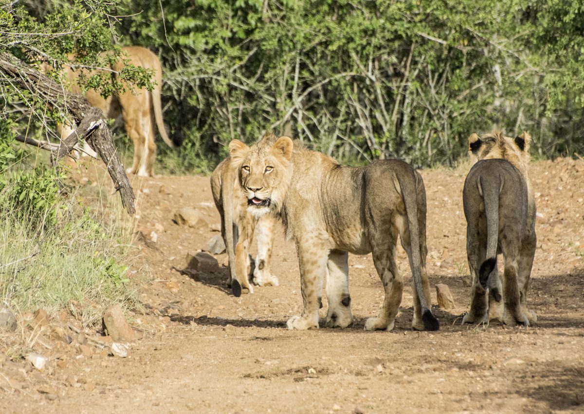 Amakhosi Safari Lodge - Pongola - Kwa-Zulu Natal - South Africa 123 Amakhosi Safari Lodge Kwa Zulu Natal wildlife 20