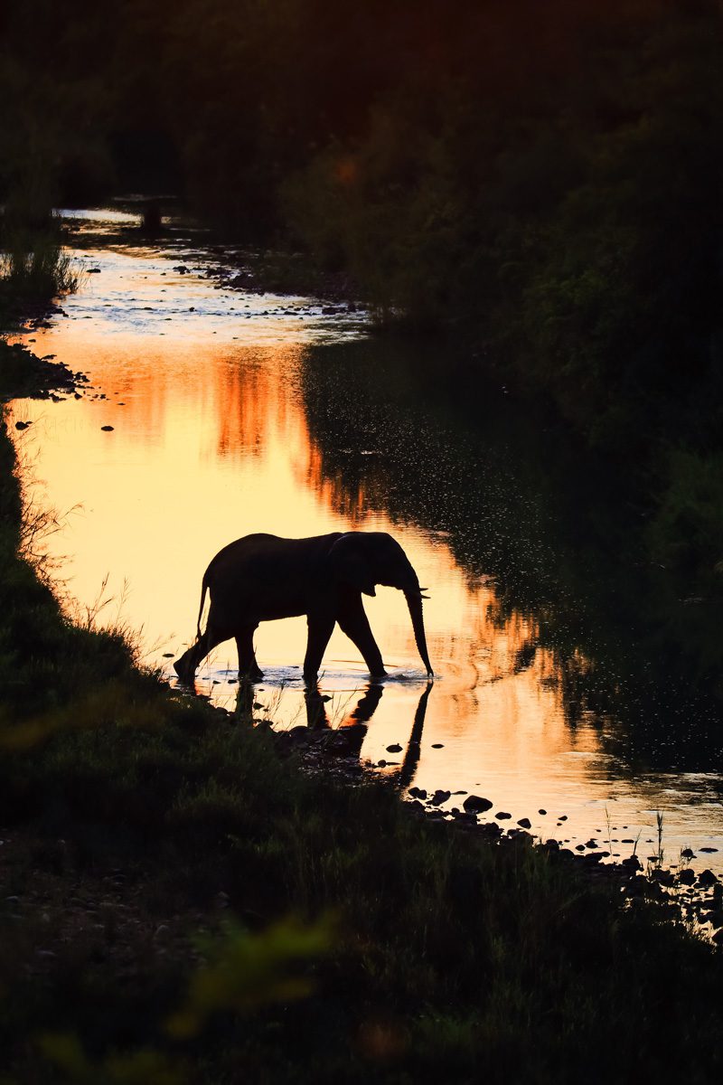 Amakhosi Safari Lodge - Pongola - Kwa-Zulu Natal - South Africa 124 Amakhosi Safari Lodge Kwa Zulu Natal wildlife 21