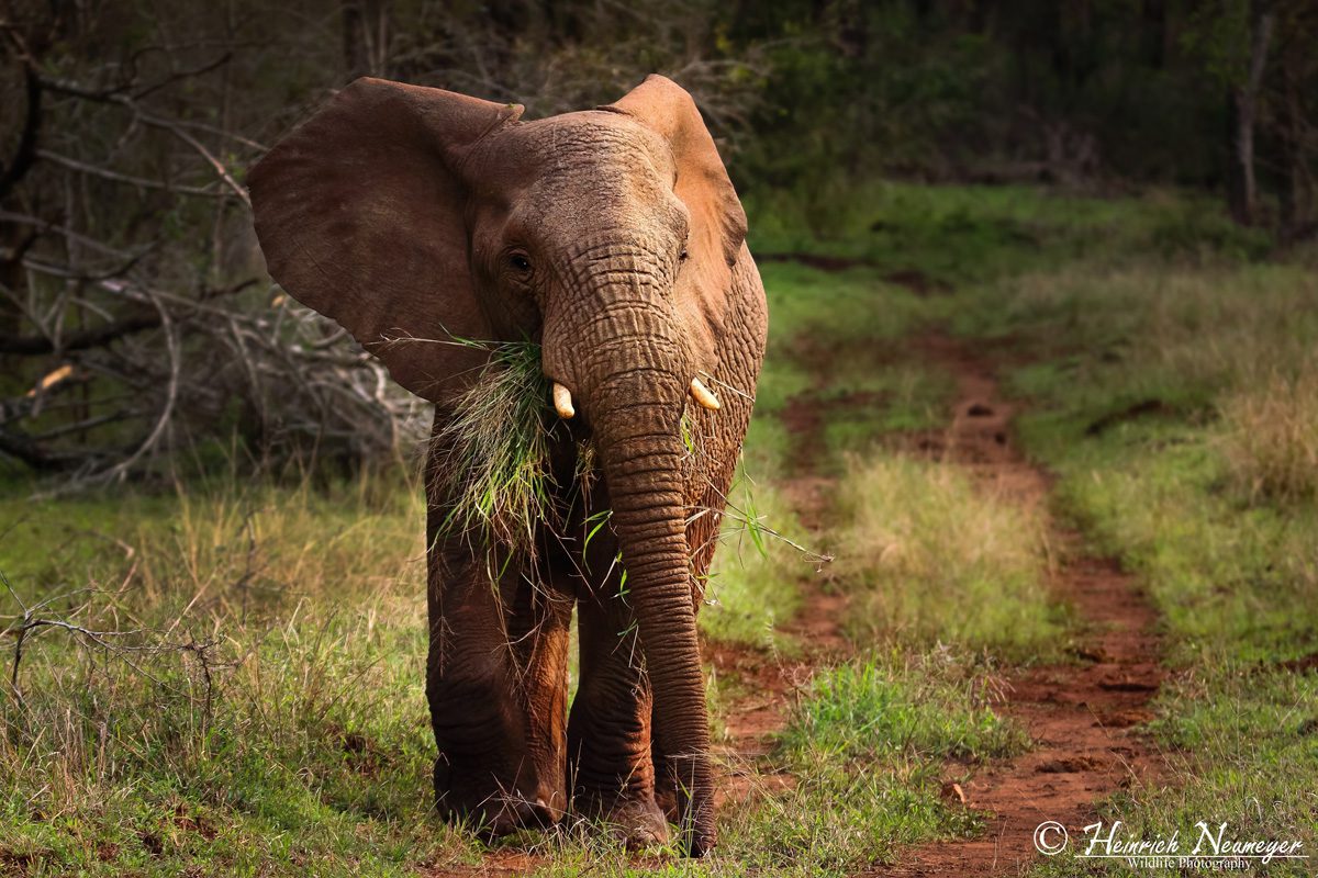 Amakhosi Safari Lodge - Pongola - Kwa-Zulu Natal - South Africa 125 Amakhosi Safari Lodge Kwa Zulu Natal wildlife 22