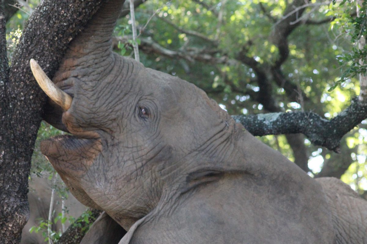 Amakhosi Safari Lodge - Pongola - Kwa-Zulu Natal - South Africa 129 Amakhosi Safari Lodge Kwa Zulu Natal wildlife 26