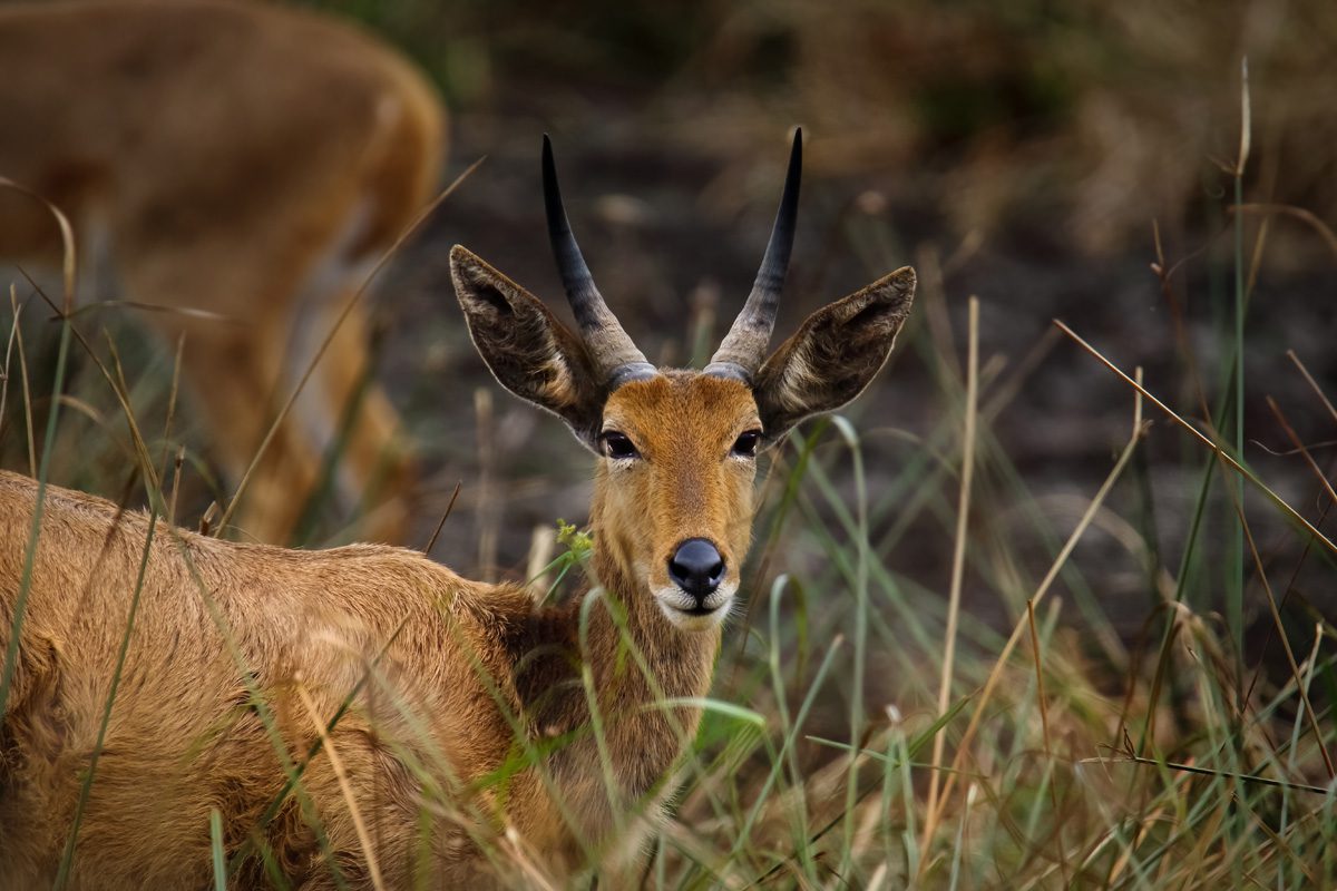 Amakhosi Safari Lodge - Pongola - Kwa-Zulu Natal - South Africa 135 Amakhosi Safari Lodge Kwa Zulu Natal wildlife 32