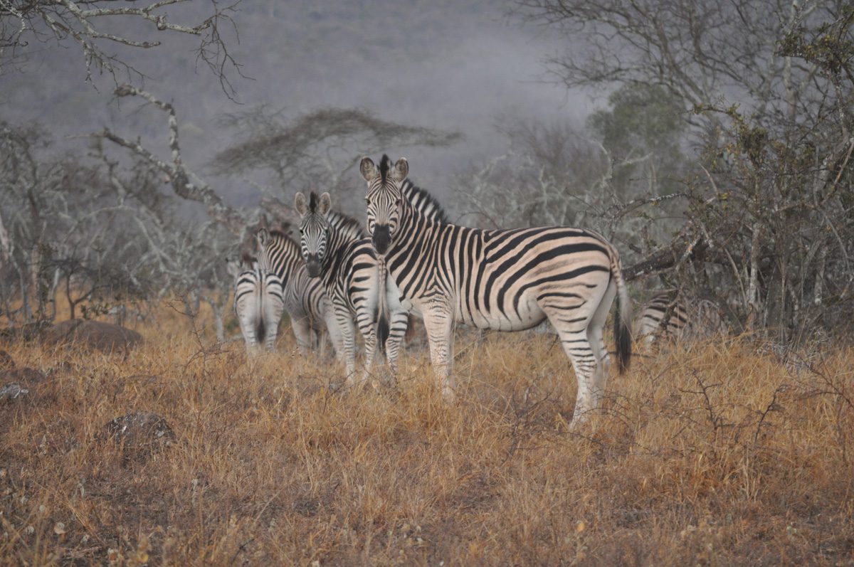 Amakhosi Safari Lodge - Pongola - Kwa-Zulu Natal - South Africa 109 Amakhosi Safari Lodge Kwa Zulu Natal wildlife 6