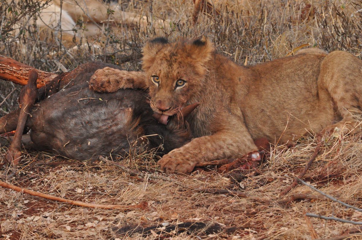 Amakhosi Safari Lodge - Pongola - Kwa-Zulu Natal - South Africa 110 Amakhosi Safari Lodge Kwa Zulu Natal wildlife 7