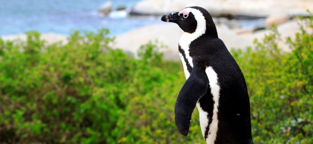 Cape Point Peninsula Tour 1