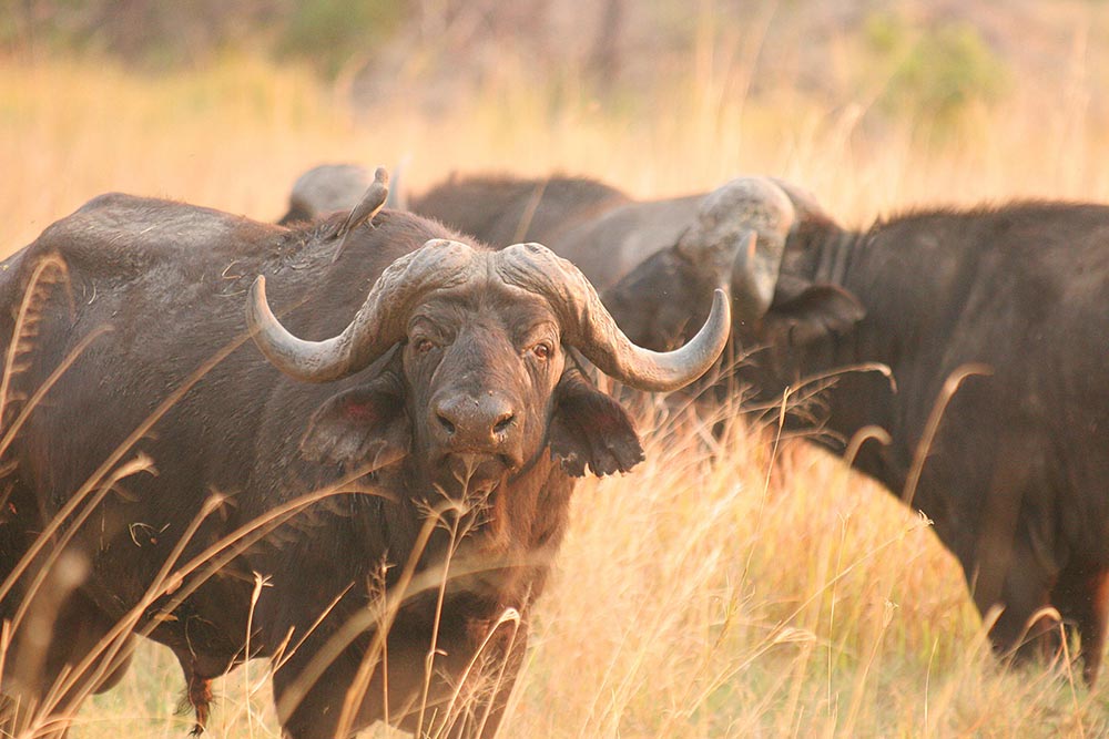 Pom Pom Safari Camp - Okavango Delta - Botswana 72 Pom Pom Safari Camp Okavango Delta Botswana 3