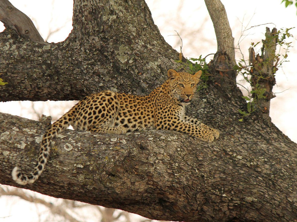 Pom Pom Safari Camp - Okavango Delta - Botswana 74 Pom Pom Safari Camp in Okavango Delta Botswana 2