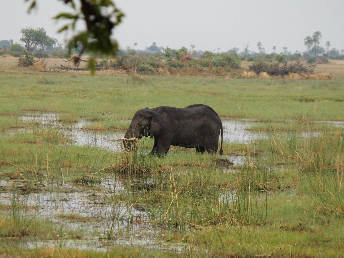 Pom Pom Safari Camp - Okavango Delta - Botswana 75 Pom Pom Safari Camp in Okavango Delta Botswana 3