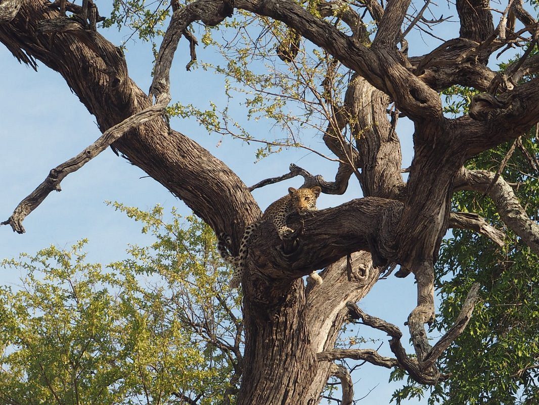 Pom Pom Safari Camp - Okavango Delta - Botswana 76 Pom Pom Safari Camp in Okavango Delta Botswana 4