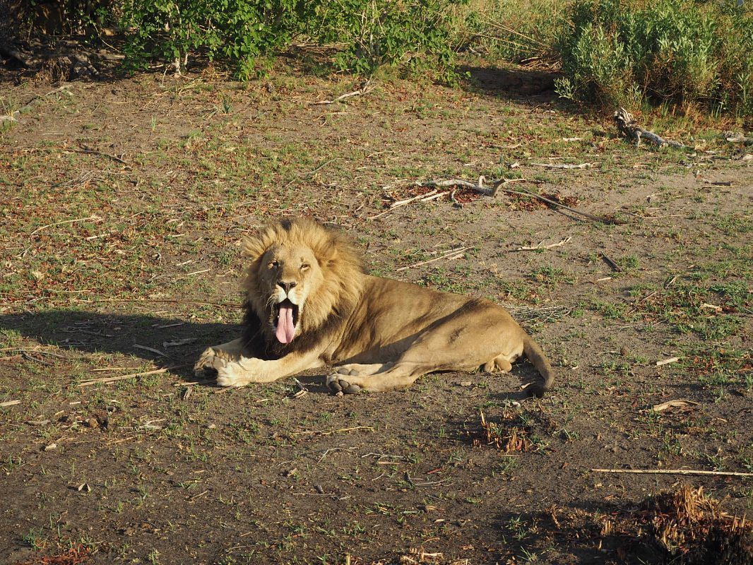 Pom Pom Safari Camp - Okavango Delta - Botswana 79 Pom Pom Safari Camp in Okavango Delta Botswana 6