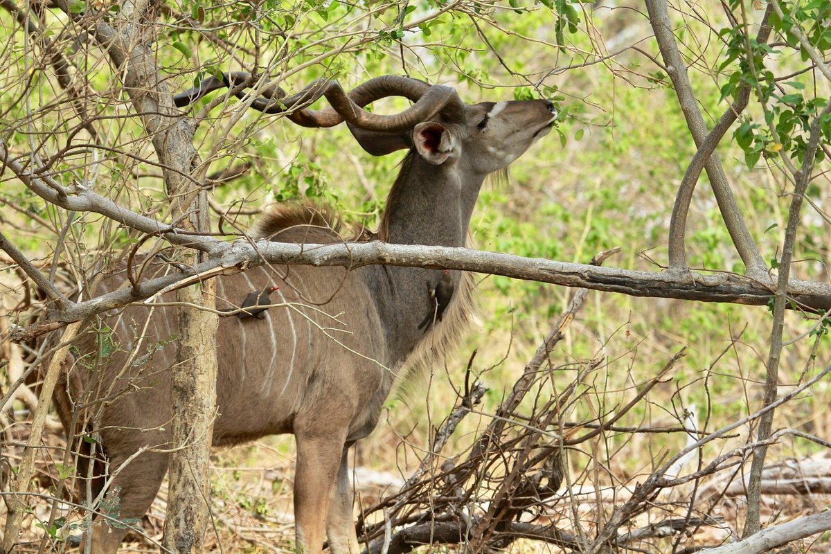 Pom Pom Safari Camp - Okavango Delta - Botswana 80 Pom Pom Safari Camp in Okavango Delta Botswana 7