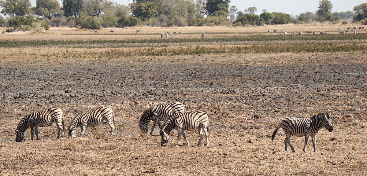 Pom Pom Safari Camp - Okavango Delta - Botswana 81 Pom Pom Safari Camp in Okavango Delta Botswana 8