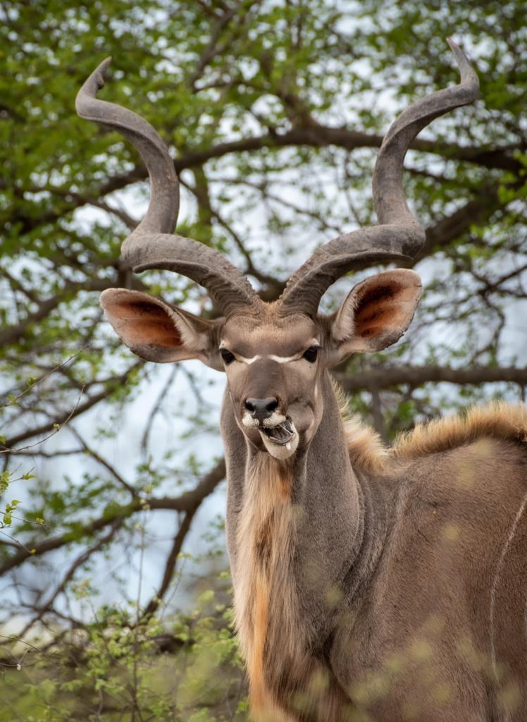 Tour Operator vs Booking Yourself 11 Simbavati Waterside Lodge Timbavati Private Game Reserve Kruger 18