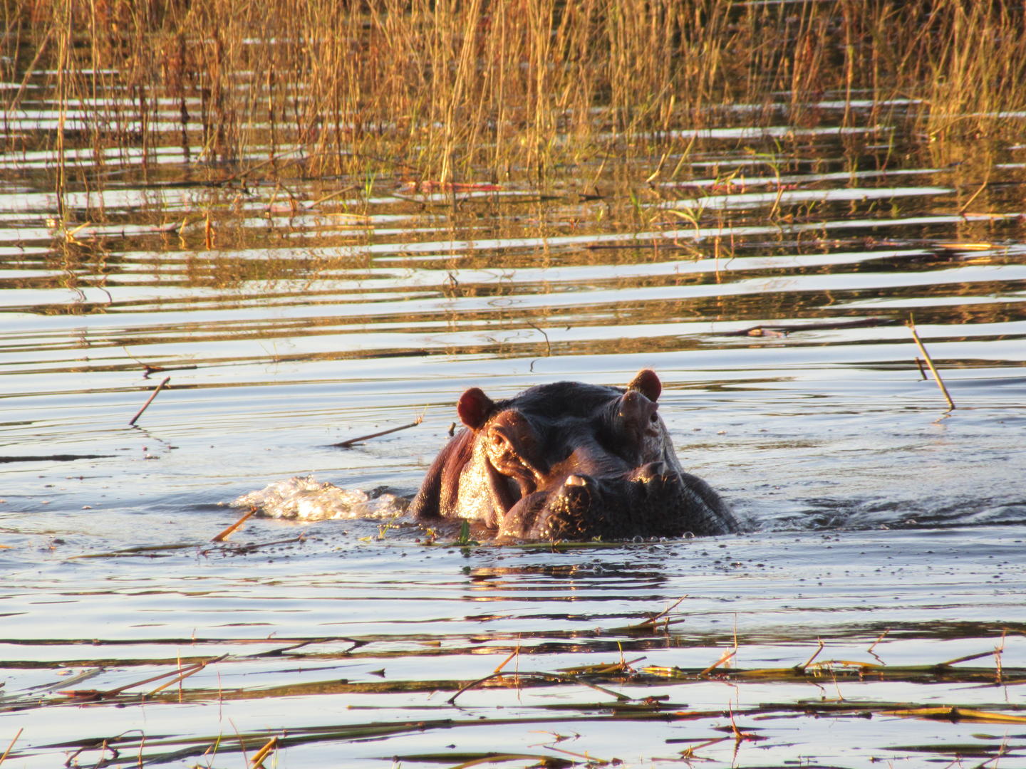 12 Days African Bush & Beach Safari - Sabi Sands Lodges Reservation 71 Victoria Falls River Lodge Zambezi National Park Zimbabwe 2