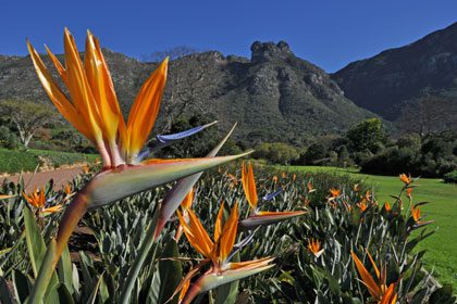 17 Day African Luxury Safari - The Essence of Southern Africa Travel 74 kirstenbosch 1