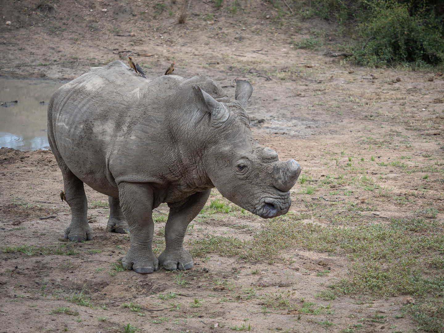 Tour Operator vs Booking Yourself 7 mohlabetsi safari lodge images sabi sands lodges bookings reservations kruger national park (38)