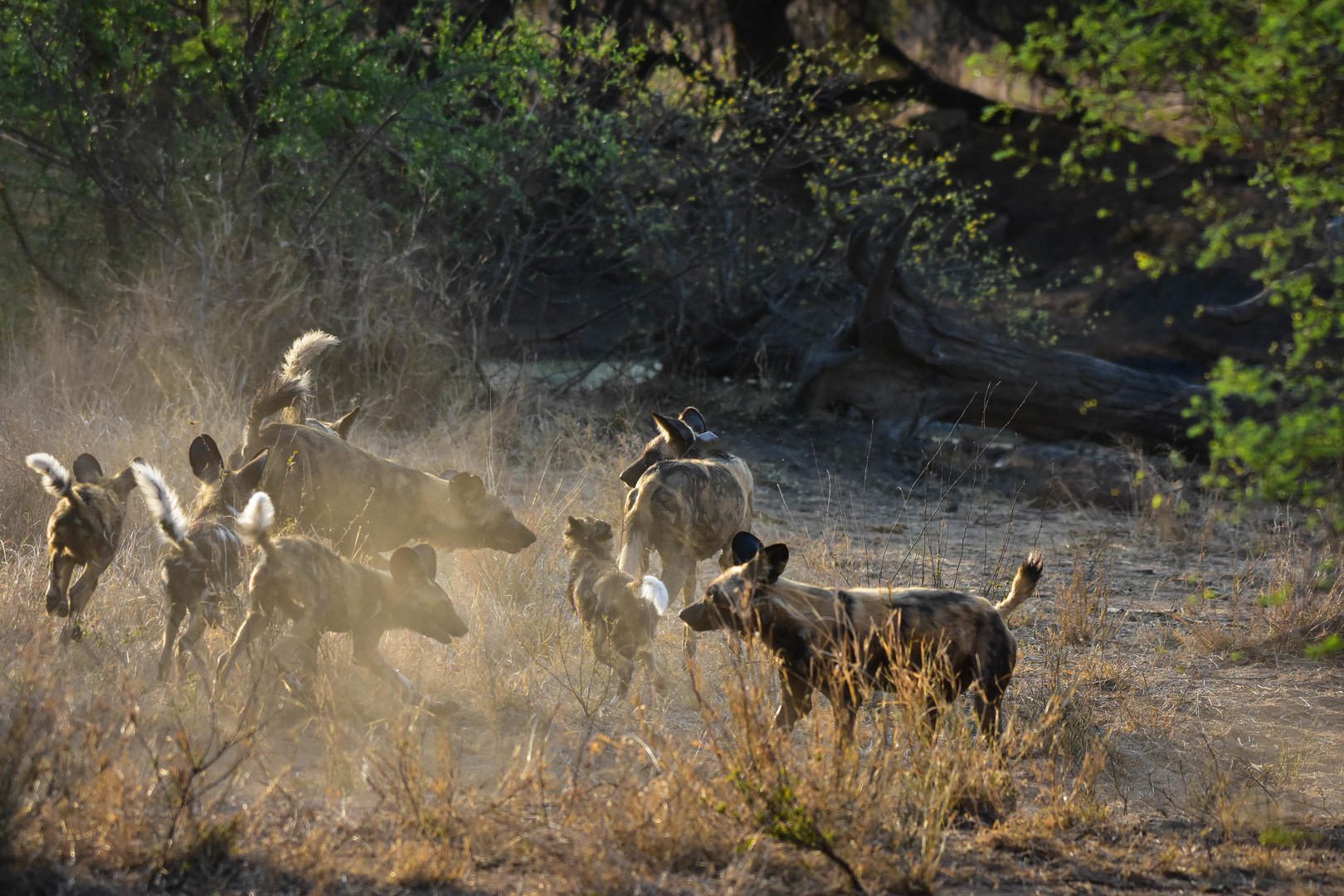 Tour Operator vs Booking Yourself 5 mohlabetsi safari lodge images sabi sands lodges bookings reservations kruger national park (61)