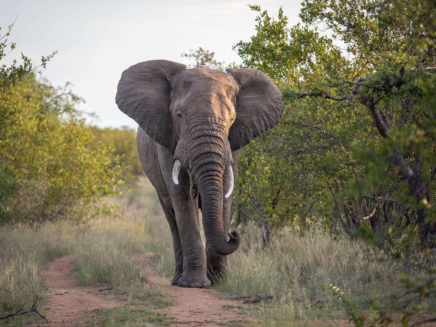 Tour Operator vs Booking Yourself 8 mohlabetsi safari lodge images sabi sands lodges bookings reservations kruger national park (9)