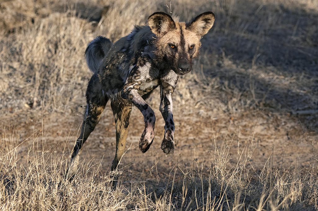 Luxury African Safari Special Offers (January–June 2026) 16 thornybush game lodge latest images sabisandslodges reservations (79)