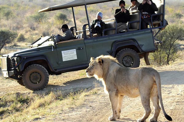 007 Mosetlha Bush Camp lion