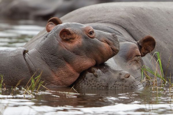 3 day victoria falls budget safari tour (4)