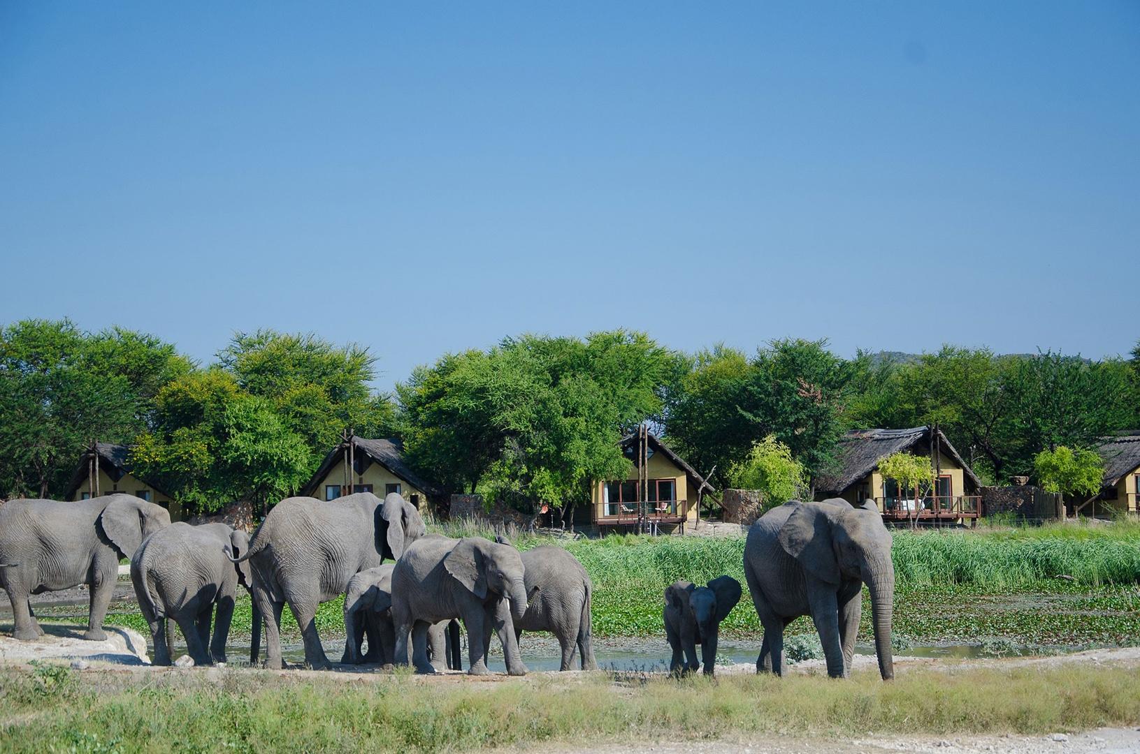 Elephant herd and chalets TAU GAME LODGE