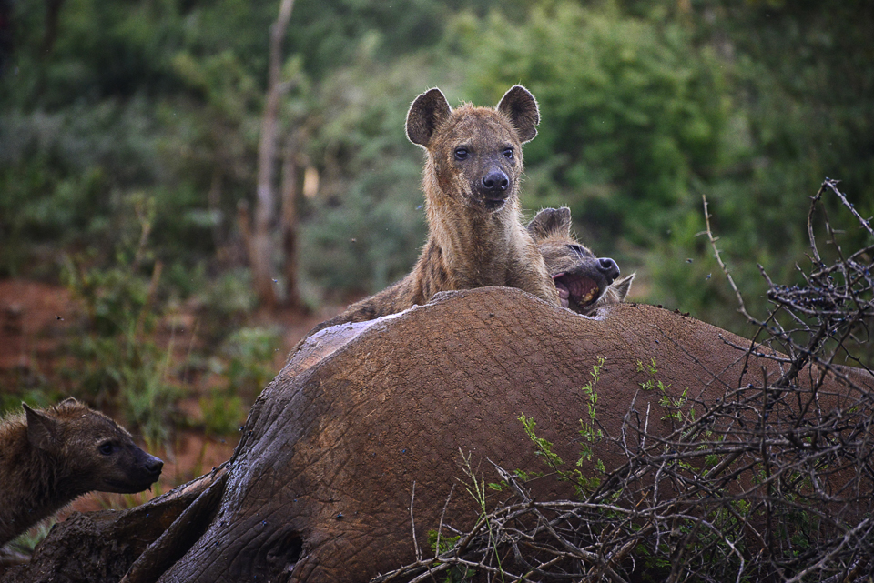 Hyenas madikwe river lodge
