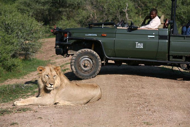 LION & GAME DRIVE VEHICLE IN TAU