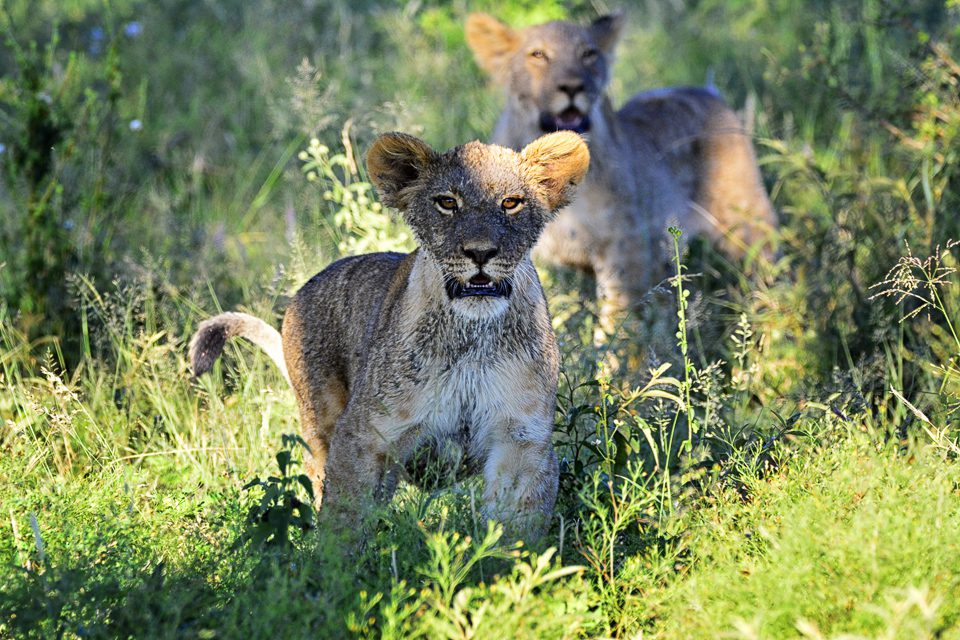 Lion cubs madikwe river lodge