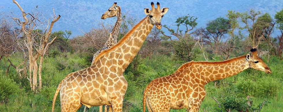 Mosetlha Bush Camp giraffes