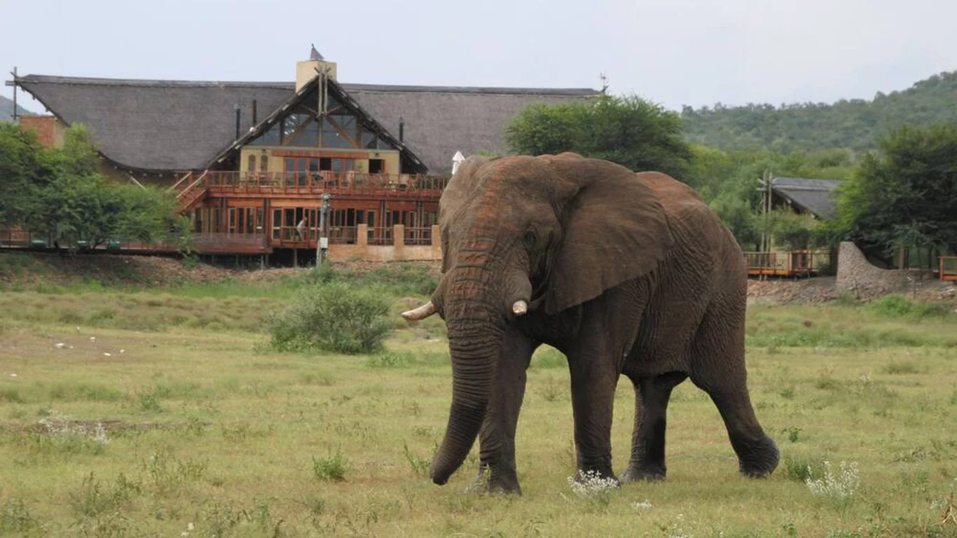 TAU GAME LODGE ELEPHANT