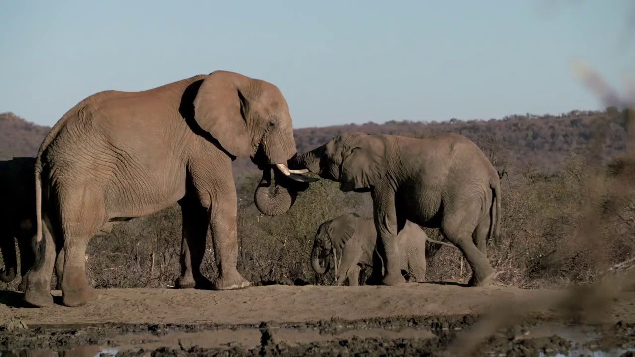 9 Day Self Drive Cape Town, Garden Route & Malaria Free Safari - South Africa 127 elephants in royal madikwe