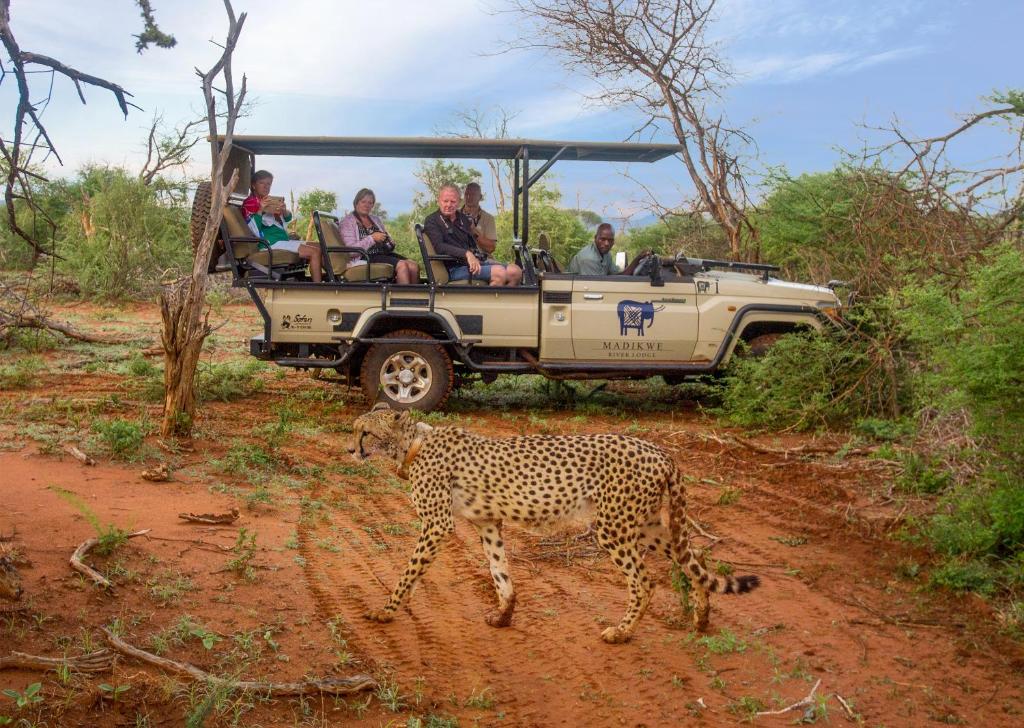 lion in madikwe river lodge
