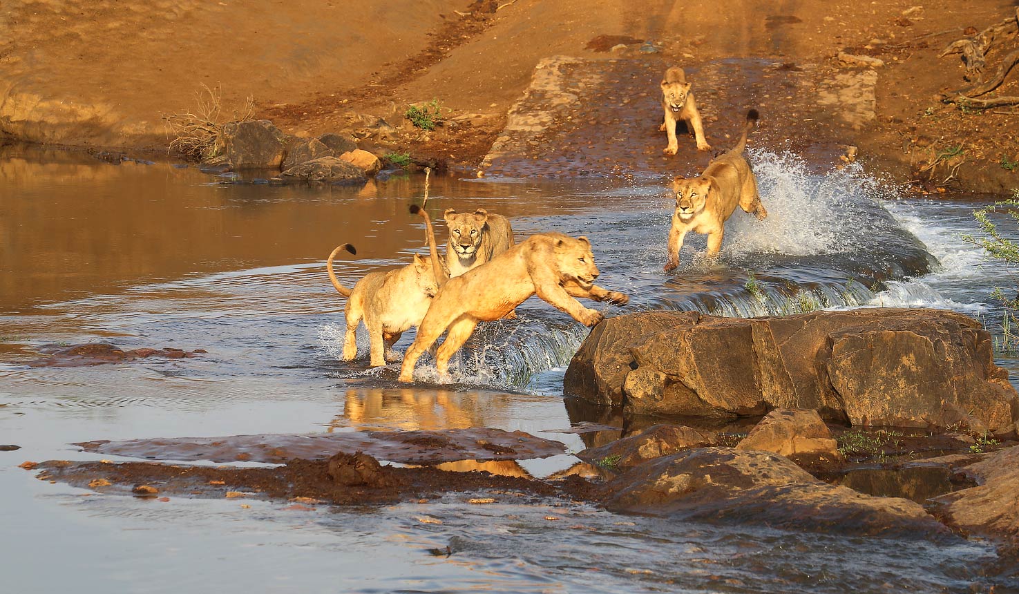 madikwe river lodge lions