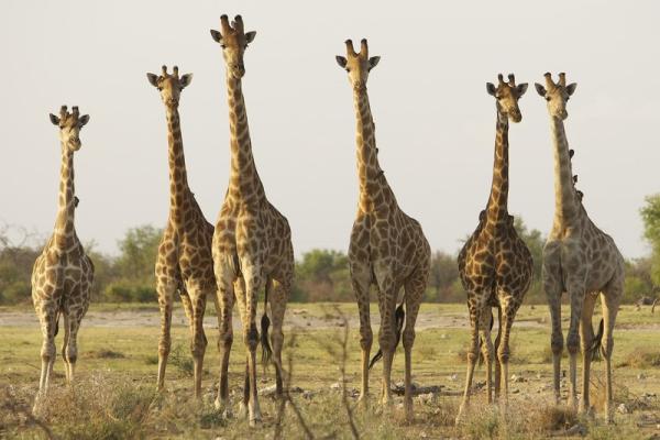mosetlha bush camp and eco lodge giraffes